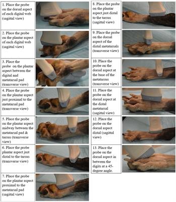 The development of a systematic ultrasound protocol facilitates the visualization of foreign bodies within the canine distal limb